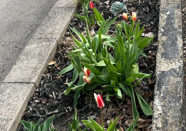 A taste of Spring